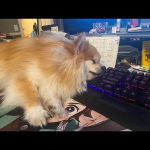 Meet your Posher, Casey